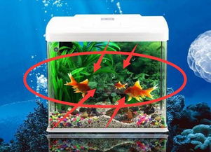 金鱼缸风水作用