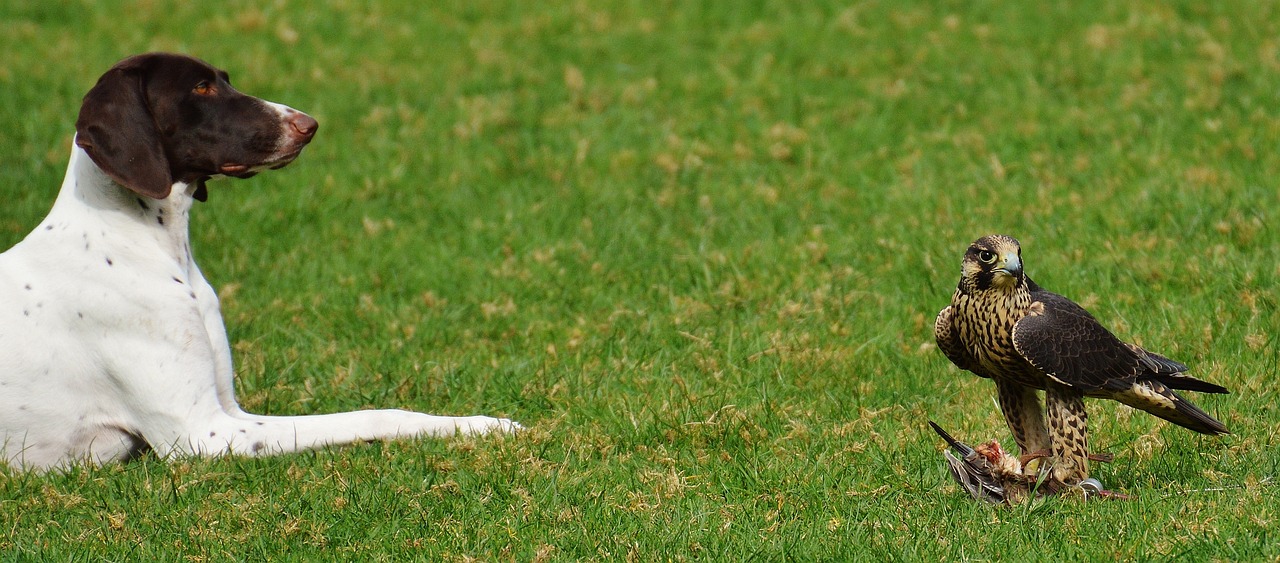 张本智和一觉醒来 天亮了