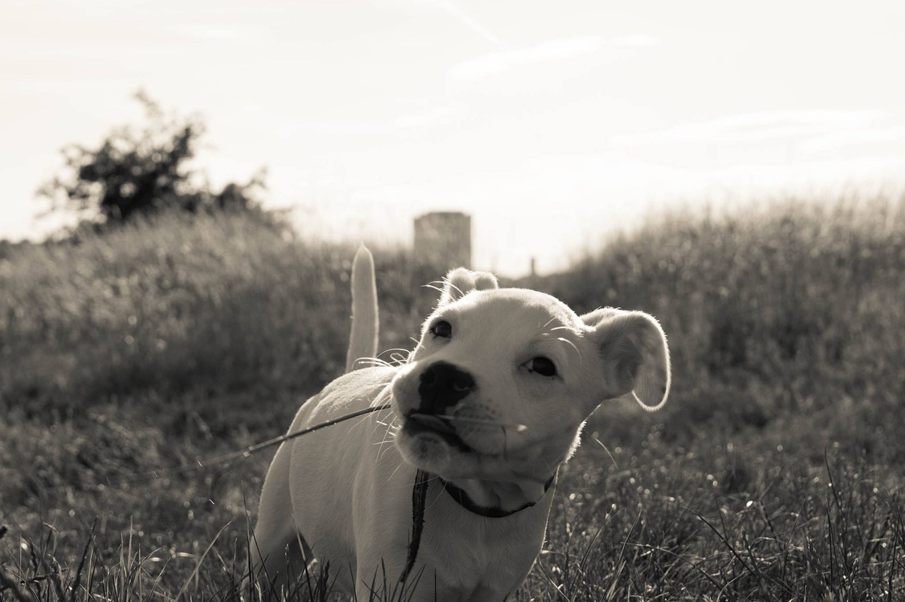 一只猴子搅动A股