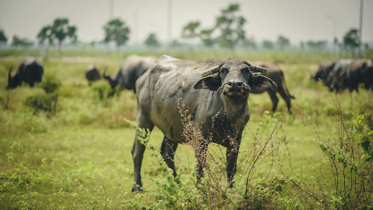 每头野猪悬赏2400元，有人一晚捕13头，野猪治理的困境与反思