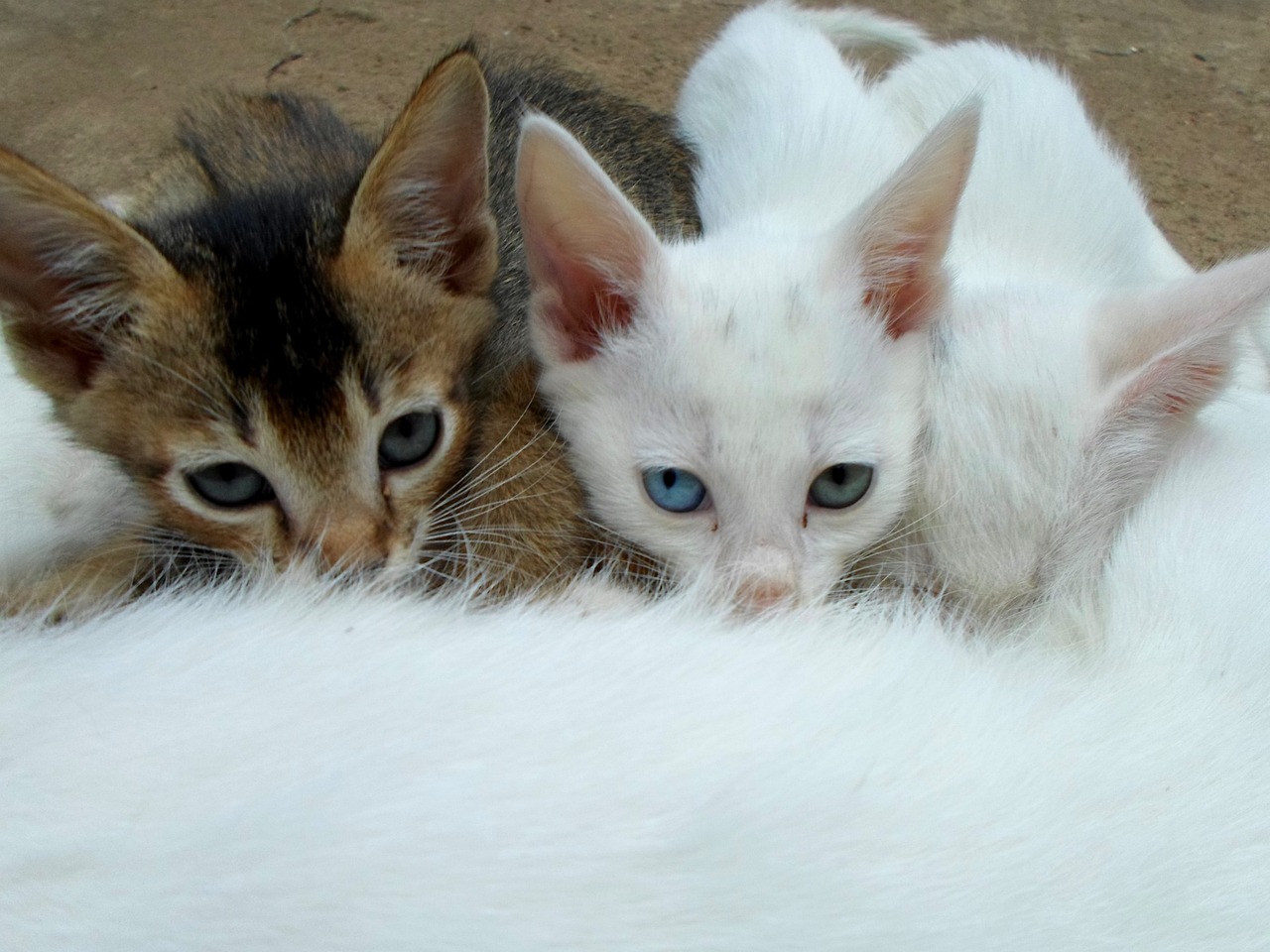 揭秘猫咪的踩奶行为，温馨的小秘密与亲密的纽带