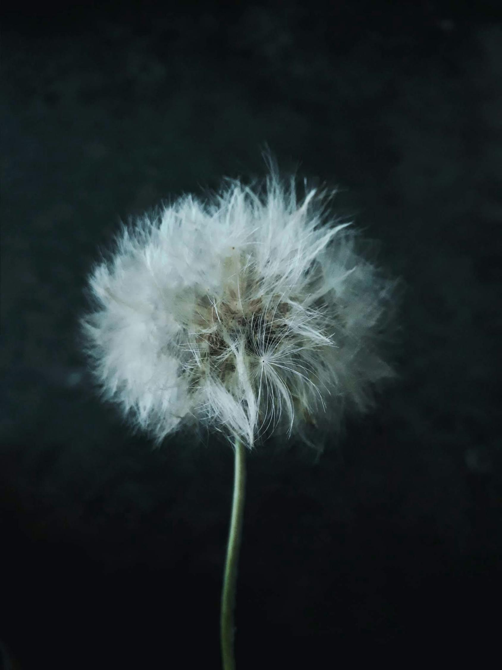 绣球花，美丽的误解——死人花之谜与欣赏之道