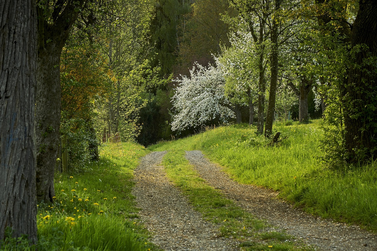 石家庄的春天，多地调为低风险，生活复苏的新篇章
