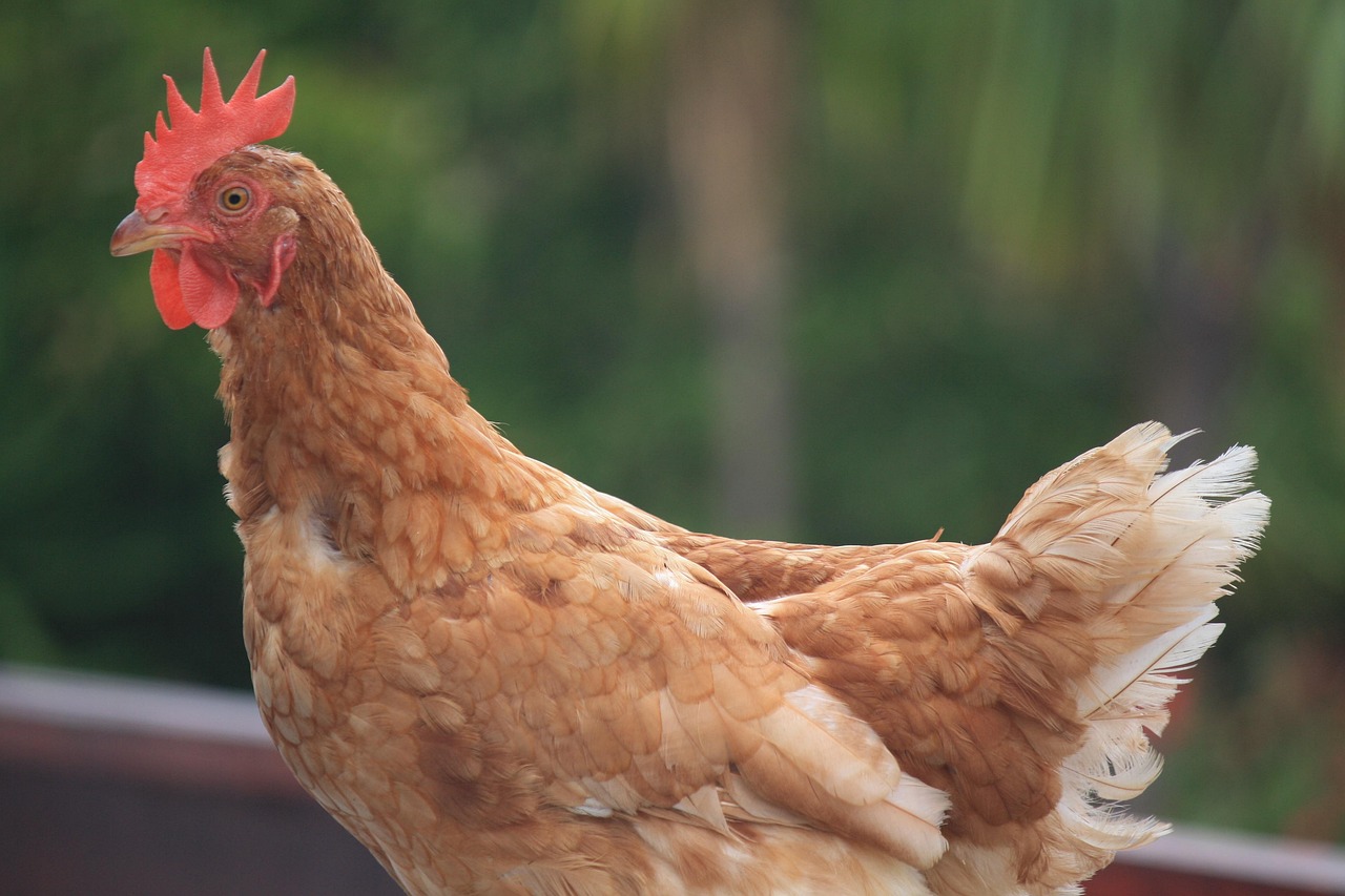 深圳疫情新动态，新增13例确诊病例，市民如何应对与防范？