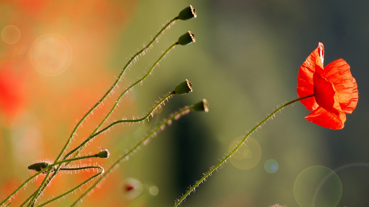 大悲的纯音乐，情感的共鸣与心灵的疗愈