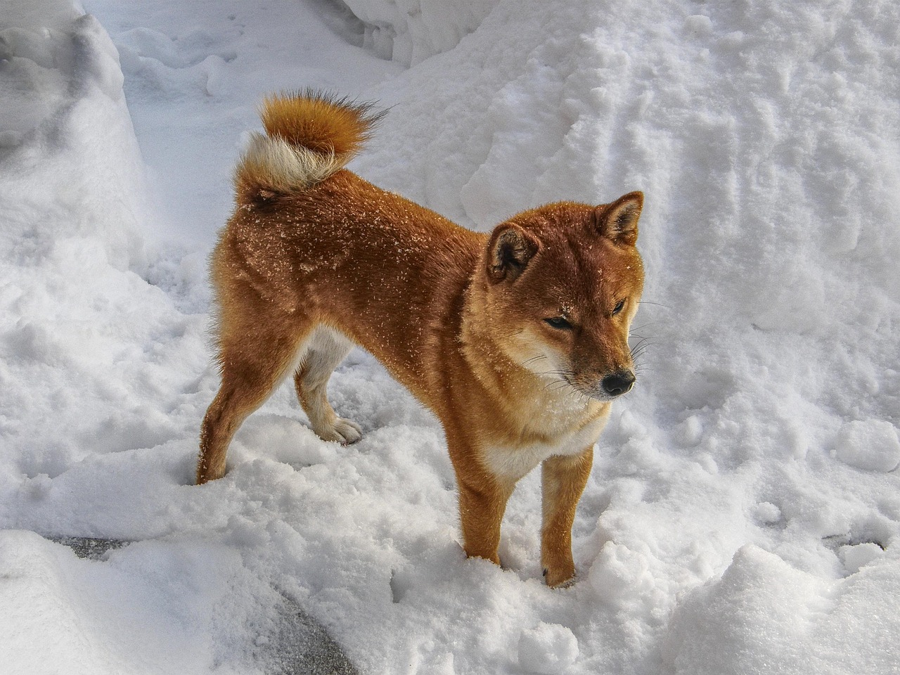 寒假生活中的一件趣事，雪地里的冒险